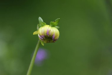 Bahçedeki güzel çiçekler