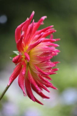 Bahçedeki kırmızı yıldız çiçeği