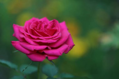 Yeşil arka planda güller