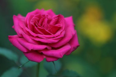 Bahçede kırmızı gül