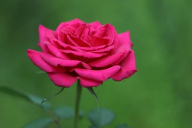 Bahçede kırmızı gül