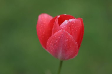 Bahçedeki kırmızı lale