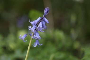 Bahçedeki mavi çiçek, flora