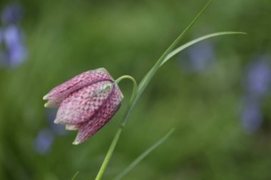 güzel çiçeklerin yakın görünümü