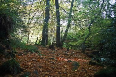Güzel sonbahar ormanı, bitki örtüsü, sonbahar yaprakları