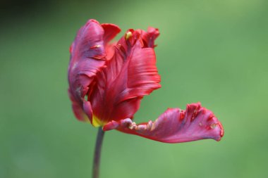 Güzel botanik fotoğrafı, doğal duvar kağıdı.