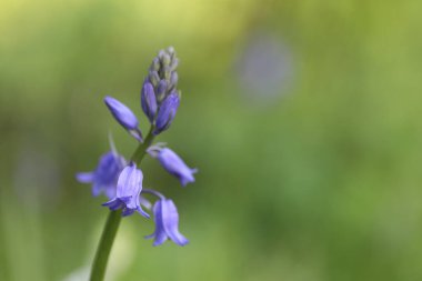 mavi çiçeklerin arka planı.