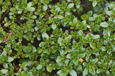 Yeşil santrali kapatın.