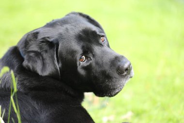 Şirin bir köpeğin portresi.