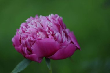 beautiful pink flowers in the garden, close up view
