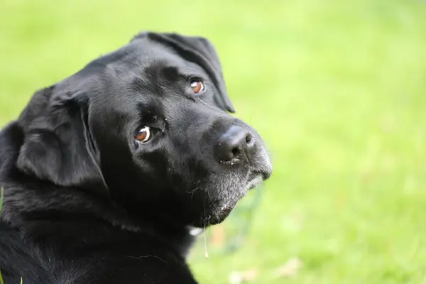 Siyah labrador av köpeği.