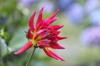 Bahçedeki güzel kırmızı zambak çiçeği