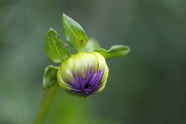Bahçede güzel çiçekler yetişiyor, Flora.