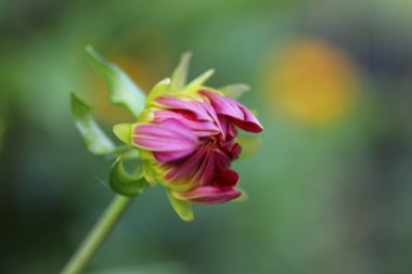 Bahçedeki güzel çiçekler