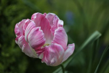 Pembe lale çiçeğine yaklaş.