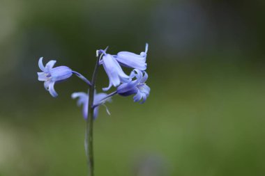 Bahçedeki güzel mavi çiçekler