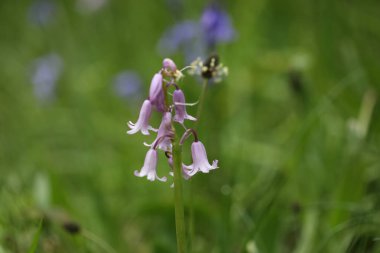 BlueBell Ormanda