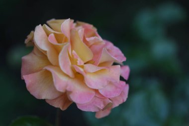 Bahçede güzel çiçekler, flora