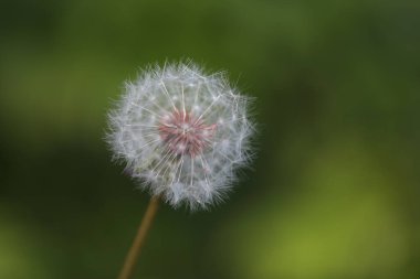 Yakın - yeşil çimenlikte karahindiba