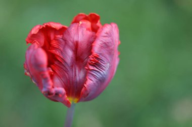 Bahçedeki kırmızı lale