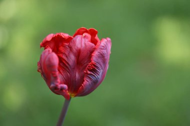 Yeşil arkaplanda kırmızı lale