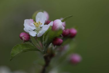 Bahçedeki çiçek açan elma ağacının yakınında.