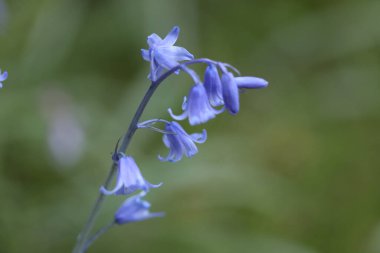 Bluebell Bahçe
