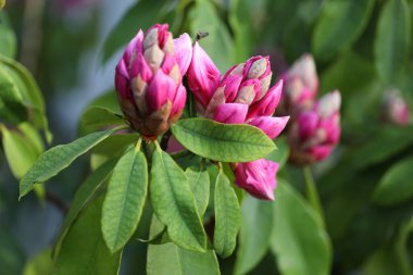 Pembe ormangülü Çiçek bahçesinde