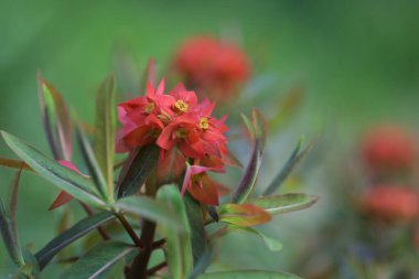 Bahçedeki güzel çiçekler