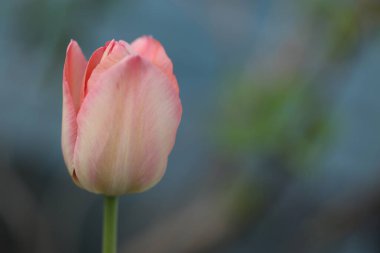 Güzel botanik fotoğrafı, doğal duvar kağıdı.