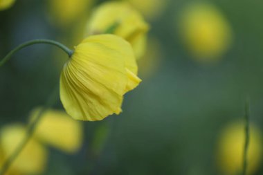Bahçedeki güzel çiçekler