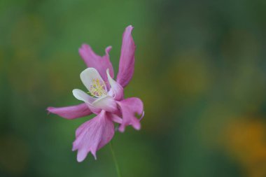 Bahçedeki güzel çiçekler