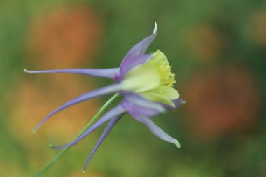 Bahçedeki güzel çiçekler