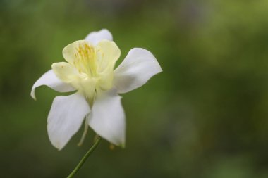 Bahçedeki beyaz çiçeğe yaklaş.