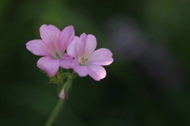 Malezya 'daki Cameron Highlands' ın güzel çiçekleri.