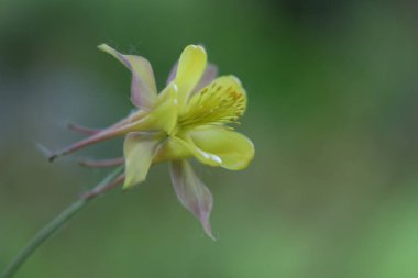 Güzel botanik fotoğrafı, doğal duvar kağıdı.