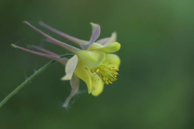 Yakın plan - çiçek açan güzel çiçeklerin görüntüsü