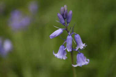 Tarlada BlueBell çiçeği