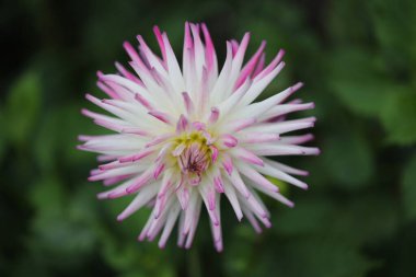 Bahçedeki pembe çiçekler