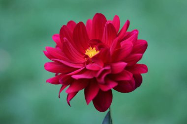 Bahçede kırmızı yıldız çiçeği