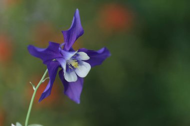 Bahçedeki güzel çiçek
