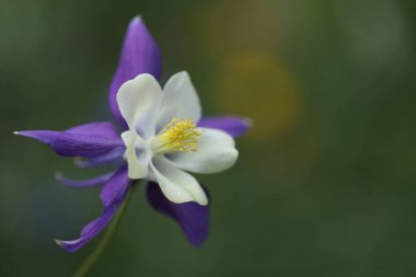 Güzel botanik fotoğrafı, doğal duvar kağıdı.