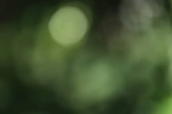 Bokeh ile soyut, bulanık doğa arkaplanı. Grafik tasarımın için doğal yeşil ve beyaz arkaplan. Yumuşak odaklı soyut arkaplan.