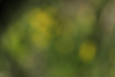 Bokeh ile bulanık yeşil doğa arkaplanı