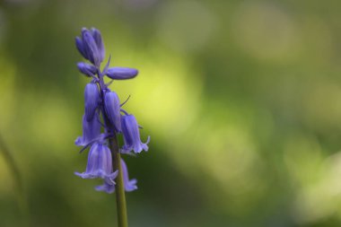 Mavi çiçeğe yaklaş.