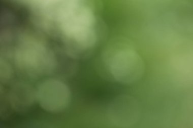 yeşil bulanık arkaplan, doğa arkaplan