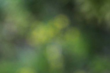 Renkli yaprakların bulanık arkaplanı