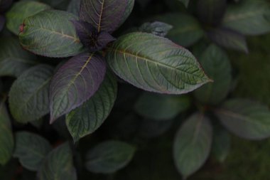 Yeşil yaprağı kapat