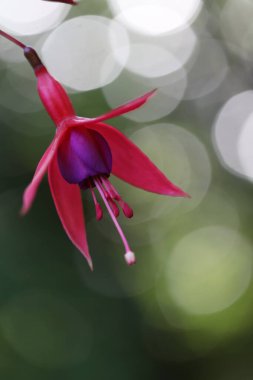 Güzel botanik fotoğrafı, doğal duvar kağıdı.