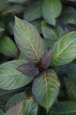 Yeşil ve siyah yapraklara yakın.